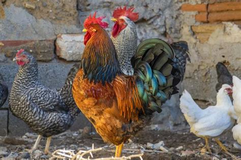 Chants Du Coq La Signification Du Chant Du Coq