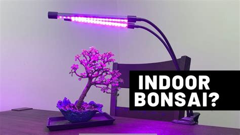 3 Species For Growing Bonsai Trees Indoors The Bonsai Supply Youtube