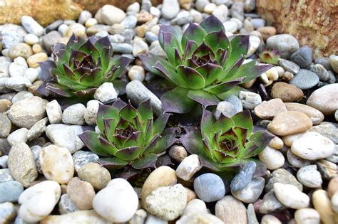 Les Avantages D Un Parterre De Cailloux Blanc Et Ardoises Pour Votre Jardin