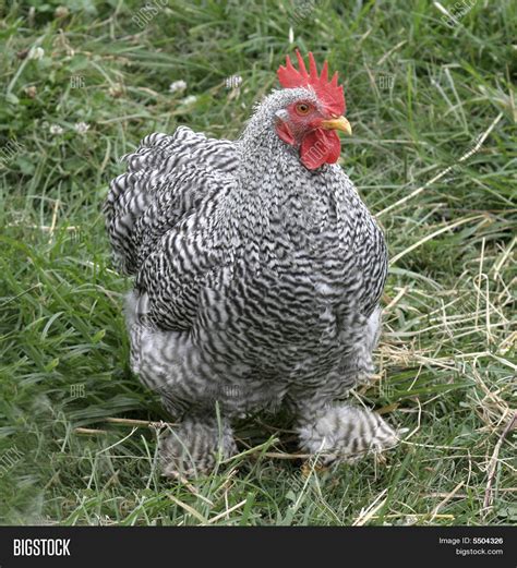 Banty Rooster Image & Photo (Free Trial) | Bigstock