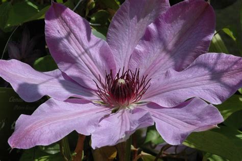 Blue Ravine Clematis Blue Ravine Online Kaufen