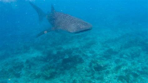 Whale Shark in Maldives