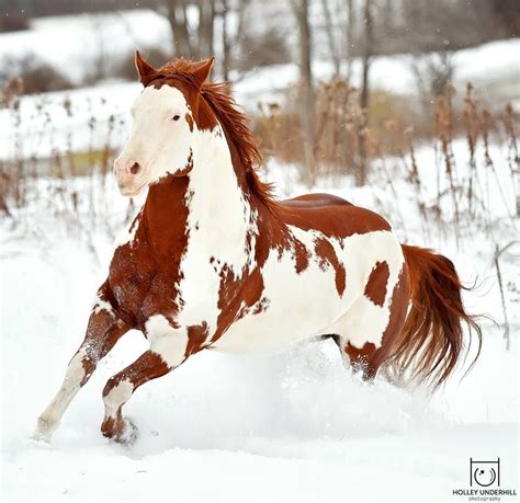 Horses, Horses in snow, Pretty horses