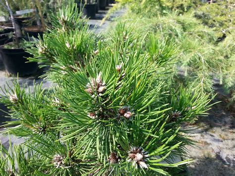 Pinus Nigra Black Prince