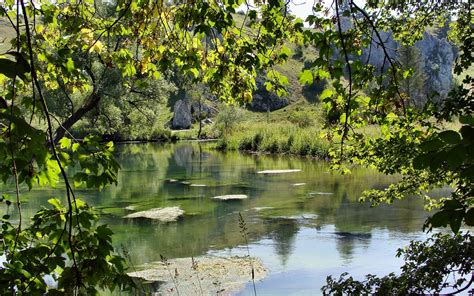 Free Images Tree Nature Forest Swamp Wilderness Leaf Flower