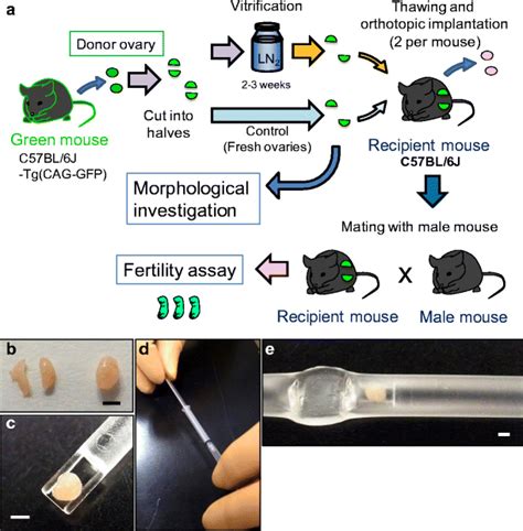 Outline Of The Experimental Protocol Ovaries Collected From