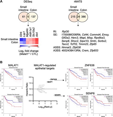 Frontiers The Long Non Coding Rna Malat1 Regulates Intestine Host