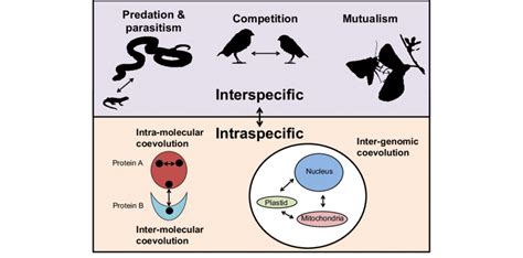 Coevolution Examples