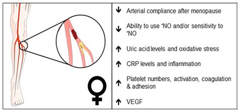 Ijms Free Full Text Sex Endothelial Cell Functions And Peripheral Artery Disease