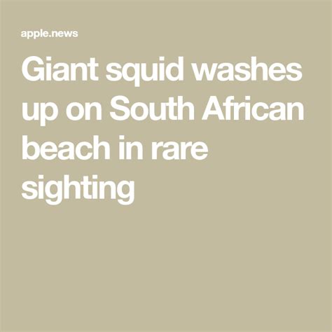 Giant Squid Washes Up On South African Beach In Rare Sighting Giant