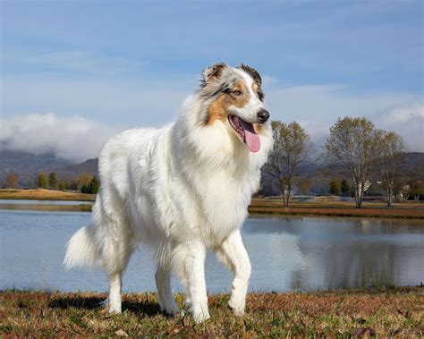 Collie Blanco Perro Foto Gratis En Pixabay Pixabay