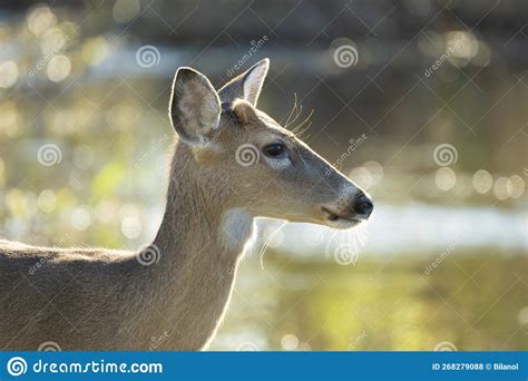 Key Deer in Natural Habitat in Florida State Park Stock Photo - Image of wetland, wildlife ...