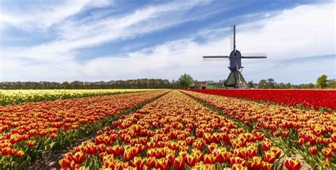 Keukenhof O Campo De Tulipas Na Holanda Entre Chaparros E Moinhos