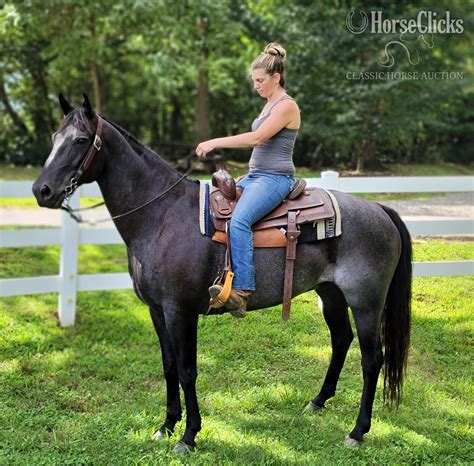 BLUE ROAN QUARTER HORSE | HorseClicks