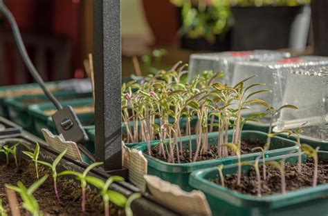 Conseils Plantes Cultiver Un Potager En Ville Micro Potagers Urbains