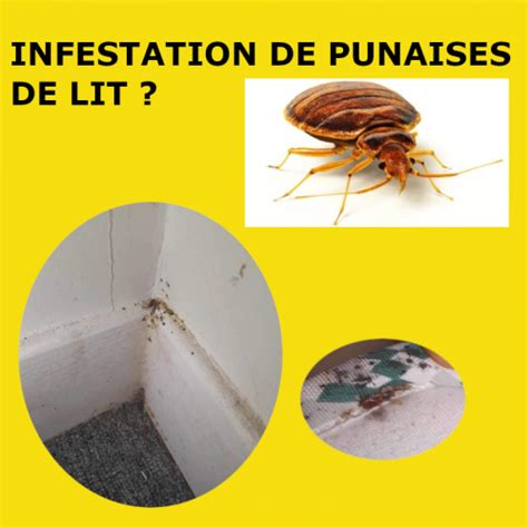 Les Punaises De Lit Breizh Services