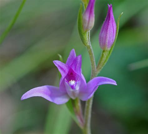 Cephalanthera Rubra Flora Dels Espais Naturals Del Delta Del Llobregat