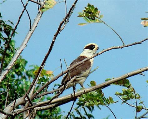 Halcón Guaco Aves De La Costa De Jalisco · Inaturalist