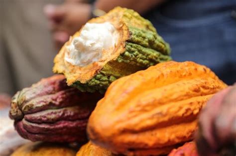 Glorioso Cacao Blanco Conoce A La Joya Peruana De Nivel Mundial Que