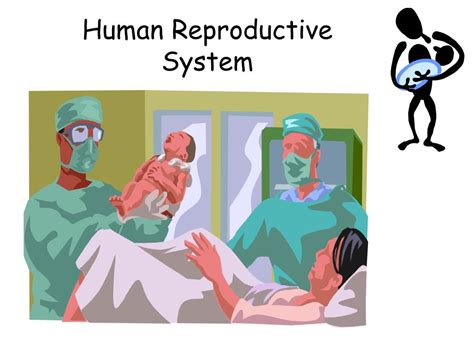 PPT - Human Reproductive System PowerPoint Presentation, free download ...