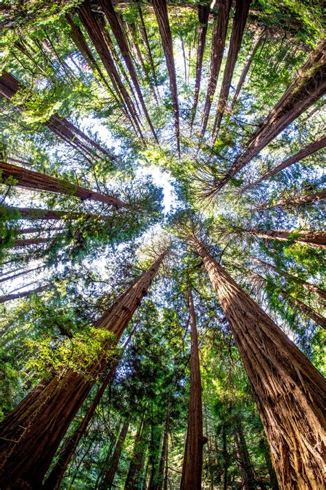 Amazing Trees At Muir Woods National Monument California Usa Oc