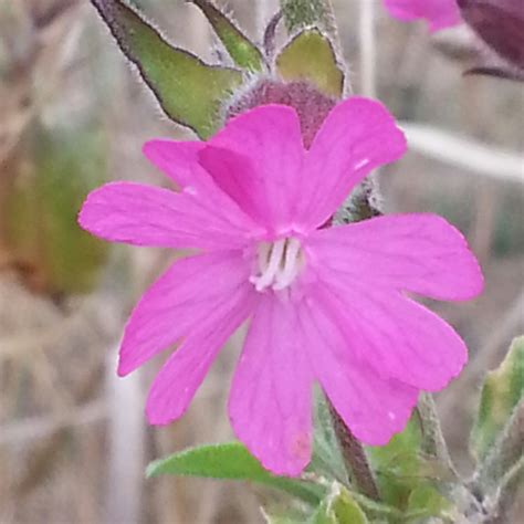 Acker Lichtnelke Acker Lichtnelke Silene Noctiflora C Flickr