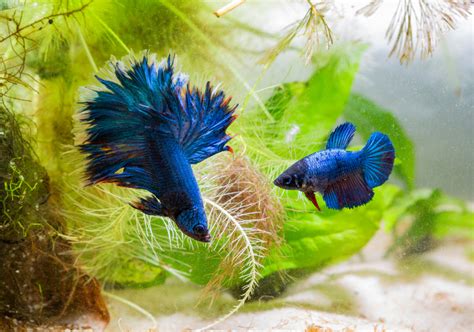 Betta Fish Female Vs Male