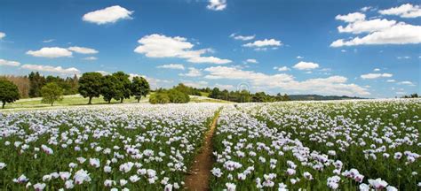 Campo De Adormidera De Opio Floreciente En El Papaver Somnifero Latino