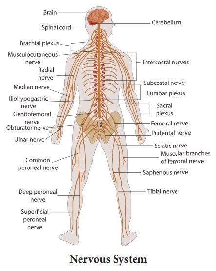 Nervous System Main Parts