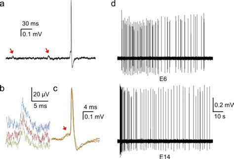 Intracellular And Extracellular Recording Of Spontaneous Action