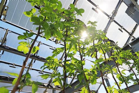 Schutz und Strom mit Photovoltaik System diegruene ch Grüne