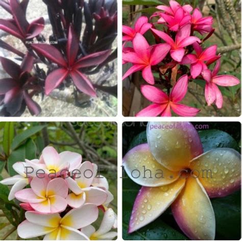 4 Combo Rare Colors 8-12 Plumeria Cuttings Ready and Easy to - Etsy