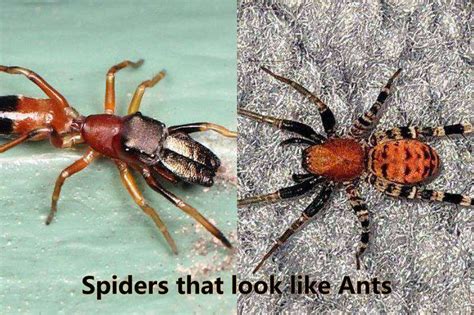 15 Interesting Spiders That Look Like Ants With Location Size