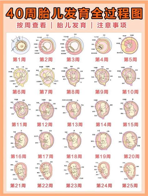 40周胎兒發育全過程，准爸媽必看 壹讀