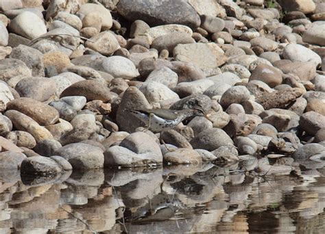 Birding Is Fun!: Spotted Sandpiper