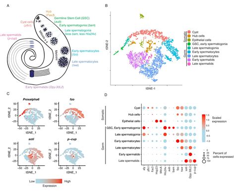 Testis Single Cell Rna Seq Reveals The Dynamics Of De Novo Gene