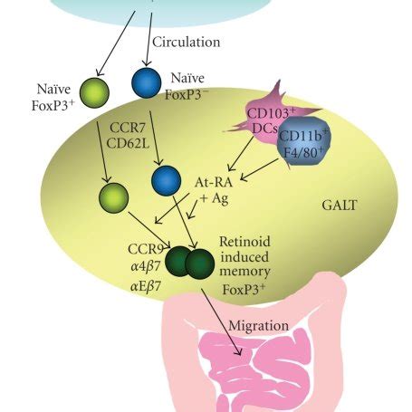 Induction And Homing Of Retinoid Induced FoxP3 T Cells Gut Homing