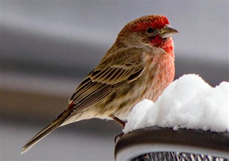 House Finch Basking In The Winter Sun Birds And Blooms