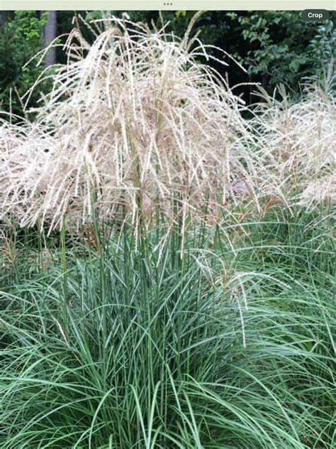 Miscanthus Huron Star – Laporte's Nursery & Greenhouses Inc.