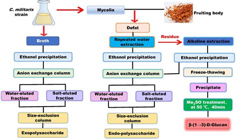 Frontiers Structural Elucidation And Activities Of Cordyceps