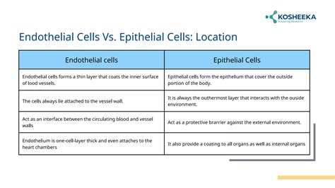 Endothelial Vs Epithelial Cells A Comparative Insight Into Cellular