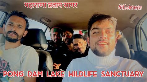 Pong Dam Lake Wildlife Sanctuary Travel With