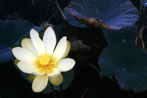 Florida Memory • Close Up View Of A Water Lotus At Lake Jackson Leon