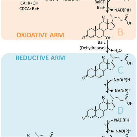 Figure S1 Proposed Pathway Involved In The Synthesis Of Secondary Bile Download Scientific