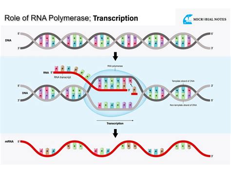 What is RNA Polymerase? - Microbial notes