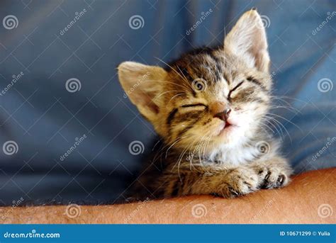 Baby cat portrait stock image. Image of face, relax, asleep - 10671299