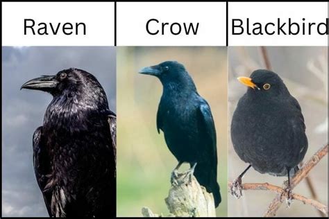 Differences in Physical Characteristics of Ravens, Crows, and ...