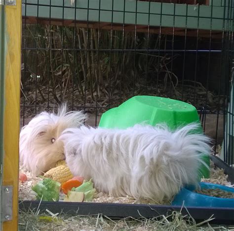 A couple of pics of... - Pets Homes and Gardens Reading West