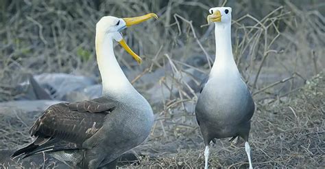 The Biography of Albatrosses and Their Oceanic Realm - The Worlds ...