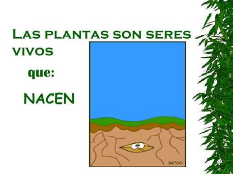 Cuidado De Las Plantas Ppt